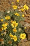 Dwarf Golden Daisy