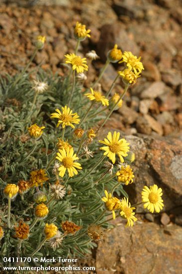 Erigeron chrysopsidis