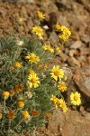 Dwarf Golden Daisy