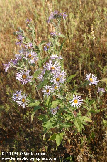 Symphyotrichum cusickii (Aster foliaceus var. cusickii)