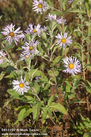 Symphyotrichum cusickii (Aster foliaceus var. cusickii)