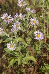 Cusick's Aster blossoms & foliage