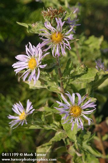 Symphyotrichum cusickii (Aster foliaceus var. cusickii)