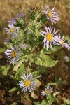 Cusick's Aster blossoms & foliage