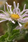 Cusick's Aster blossom detail