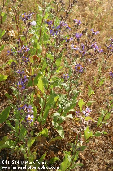 Eurybia integrifolia (Aster integrifolius)