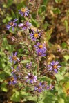 Sticky Aster blossoms & foliage