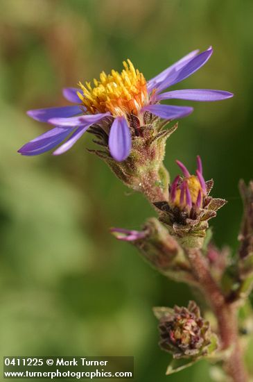 Eurybia integrifolia (Aster integrifolius)