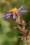 Sticky Aster blossom detail