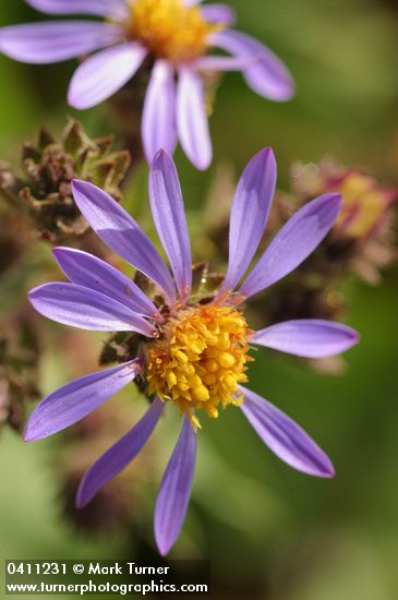 Eurybia integrifolia (Aster integrifolius)