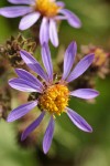 Sticky Aster blossoms detail