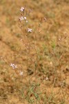 Autumn Willowherb