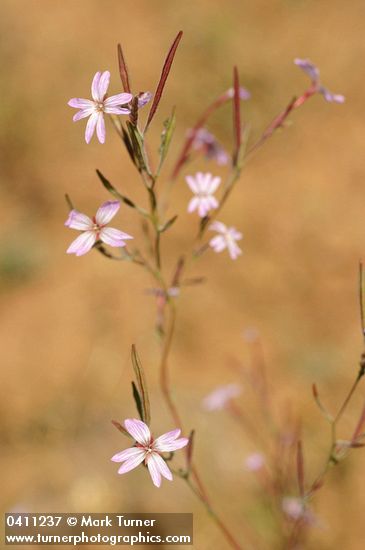 Epilobium brachycarpum (E. paniculatum)