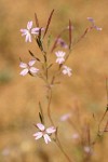 Autumn Willowherb blossoms