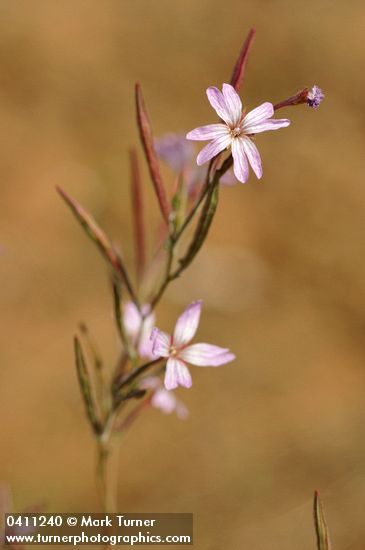 Epilobium brachycarpum (E. paniculatum)