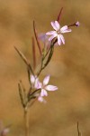 Autumn Willowherb blossoms