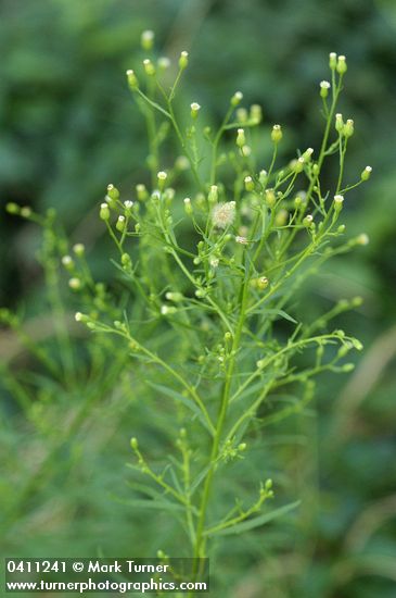 Conyza canadensis