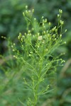 Horseweed