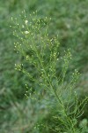 Horseweed