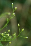 Horseweed blossoms