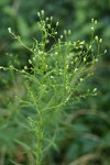 Horseweed