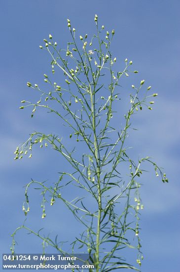 Conyza canadensis