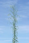 Horseweed against blue sky