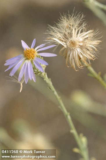 Machaeranthera canescens