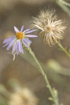 Hoary Aster blossom & seed head detail