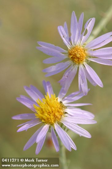 Machaeranthera canescens