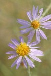 Hoary Aster blossoms detail