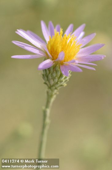 Machaeranthera canescens