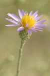 Hoary Aster blossom detail