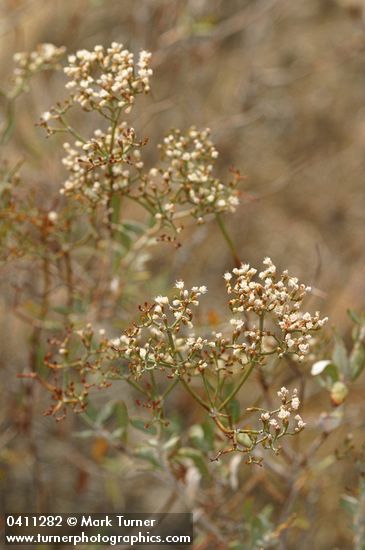 Eriogonum microthecum var. laxiflorum