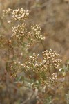 Slender Buckwheat