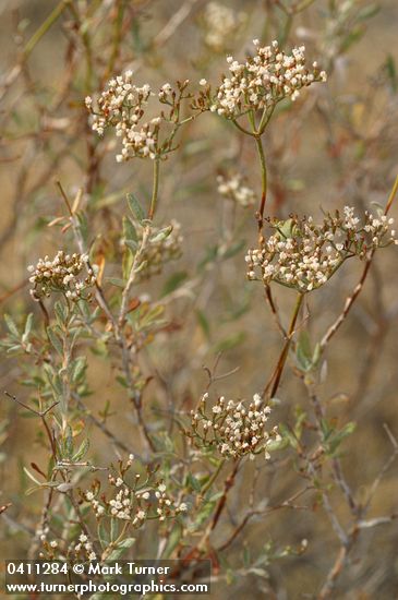 Eriogonum microthecum var. laxiflorum