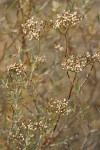 Slender Buckwheat