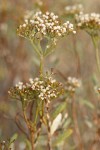 Slender Buckwheat blossoms & foliage