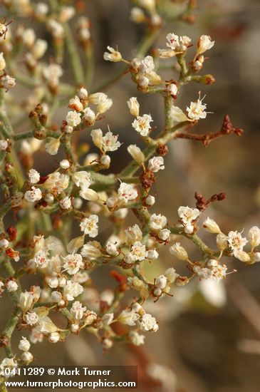 Eriogonum microthecum var. laxiflorum