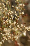 Slender Buckwheat blossoms detail