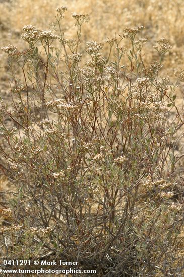 Eriogonum microthecum var. laxiflorum