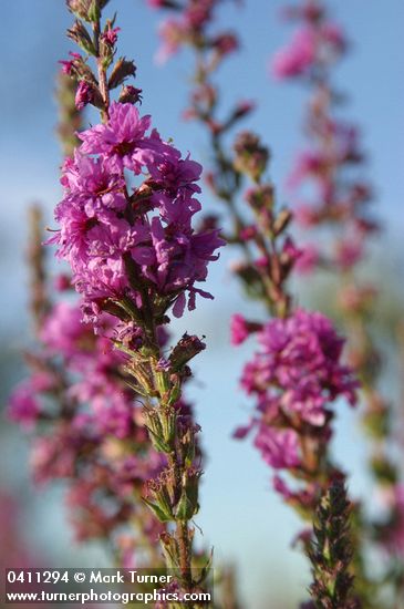 Lythrum salicaria