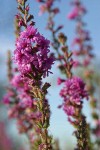 Purple Loosestrife blossoms