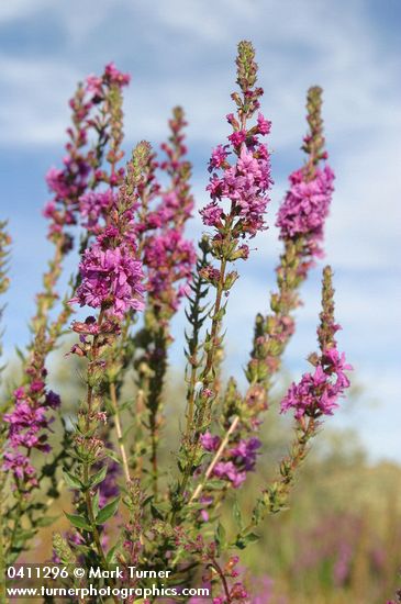 Lythrum salicaria