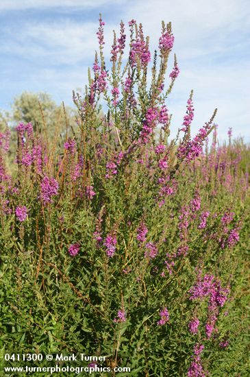 Lythrum salicaria