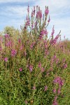 Purple Loosestrife