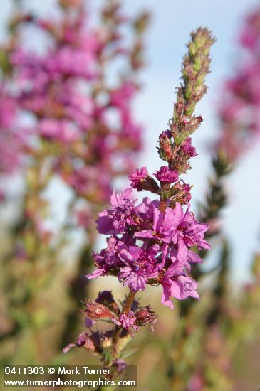 Lythrum salicaria