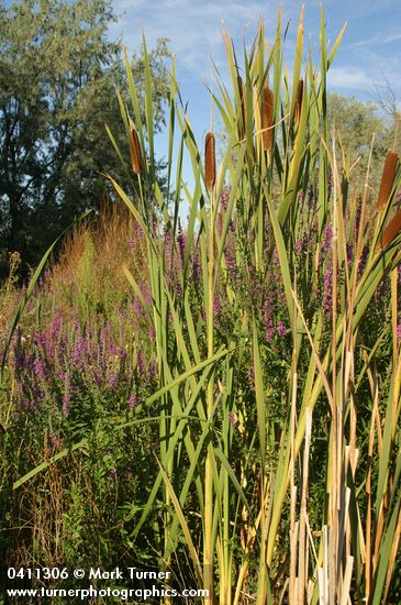 Lythrum salicaria; Typha latifolia