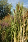 Purple Loosestrife among Cattails