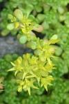 Oregon Stonecrop blossoms detail